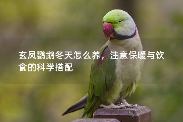 玄凤鹦鹉冬天怎么养，注意保暖与饮食的科学搭配