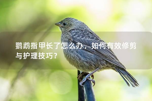 鹦鹉指甲长了怎么办，如何有效修剪与护理技巧？