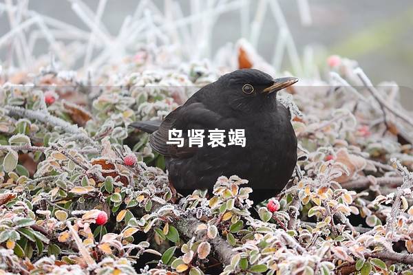 鸟肾衰竭