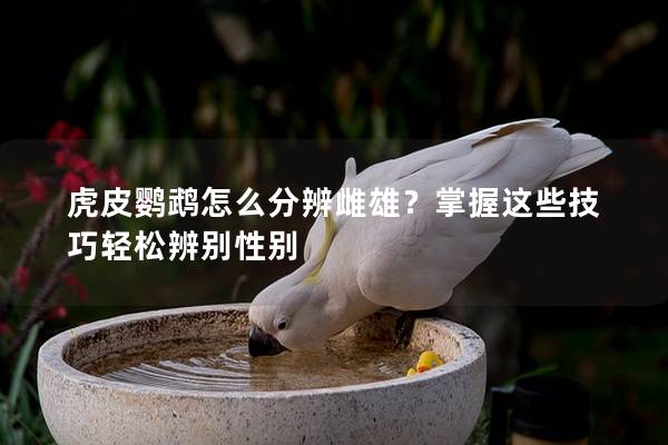 虎皮鹦鹉怎么分辨雌雄？掌握这些技巧轻松辨别性别