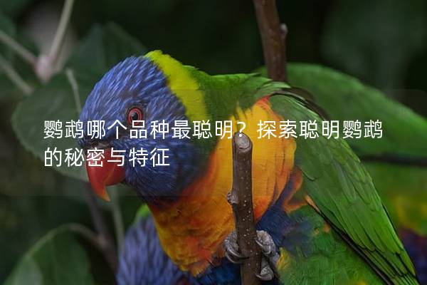鹦鹉哪个品种最聪明？探索聪明鹦鹉的秘密与特征