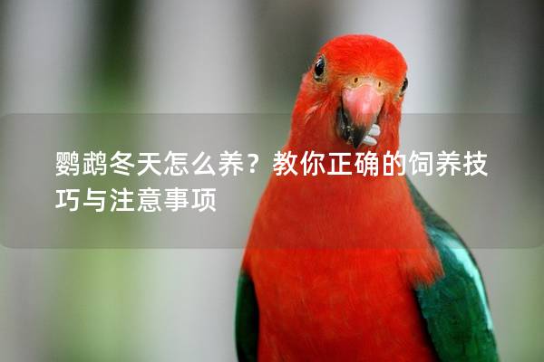 鹦鹉冬天怎么养？教你正确的饲养技巧与注意事项