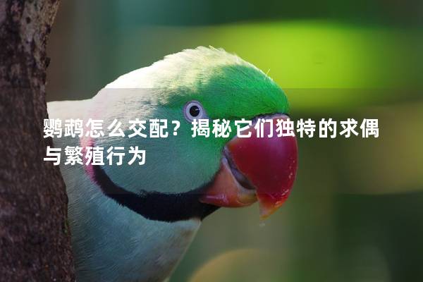 鹦鹉怎么交配？揭秘它们独特的求偶与繁殖行为