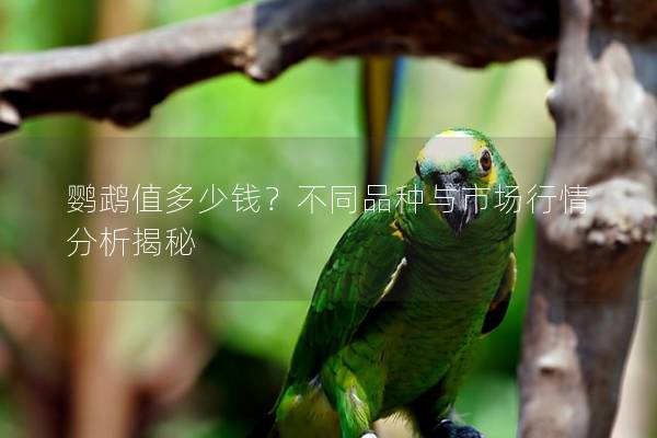鹦鹉值多少钱？不同品种与市场行情分析揭秘