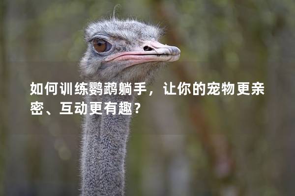 如何训练鹦鹉躺手，让你的宠物更亲密、互动更有趣？