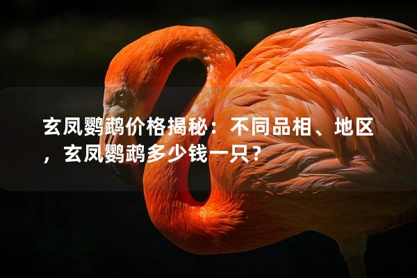 玄凤鹦鹉价格揭秘：不同品相、地区，玄凤鹦鹉多少钱一只？