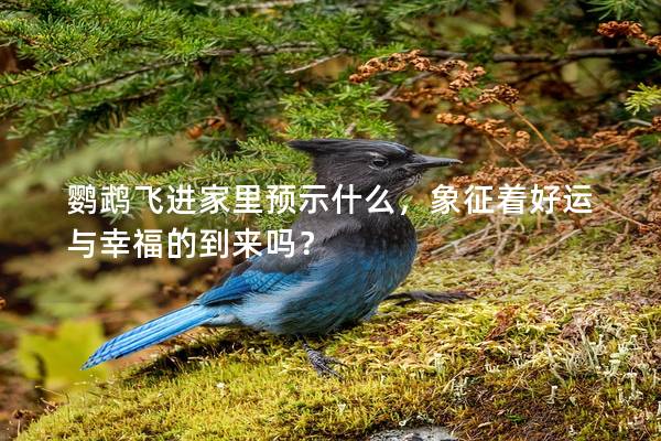 鹦鹉飞进家里预示什么，象征着好运与幸福的到来吗？