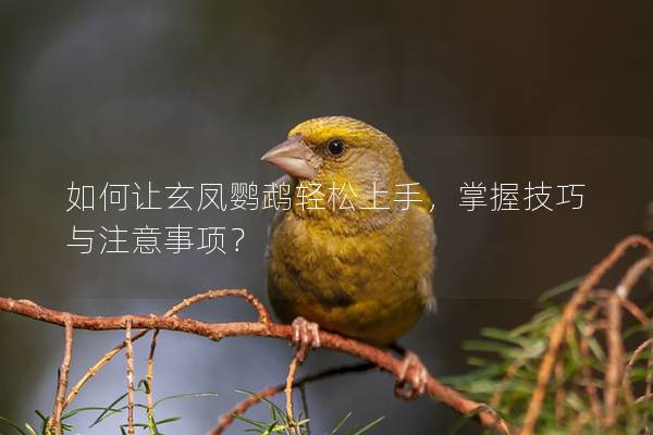 如何让玄凤鹦鹉轻松上手，掌握技巧与注意事项？