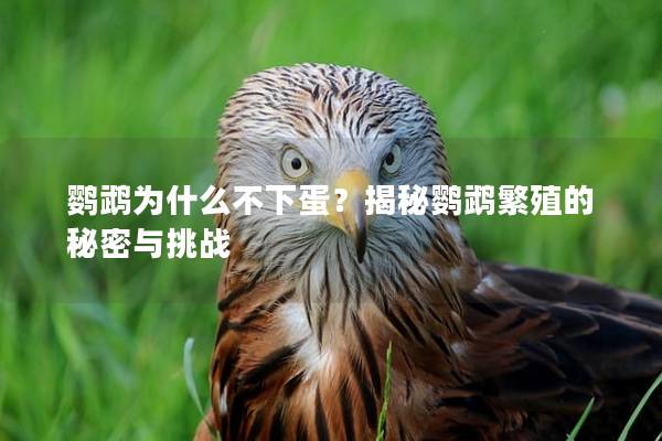 鹦鹉为什么不下蛋？揭秘鹦鹉繁殖的秘密与挑战