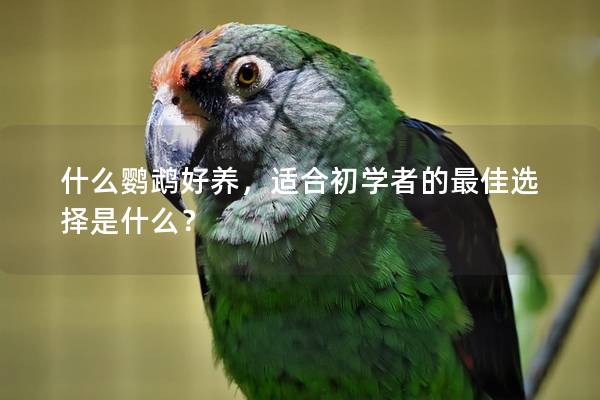 什么鹦鹉好养，适合初学者的最佳选择是什么？