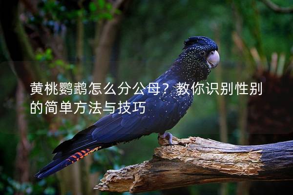 黄桃鹦鹉怎么分公母？教你识别性别的简单方法与技巧