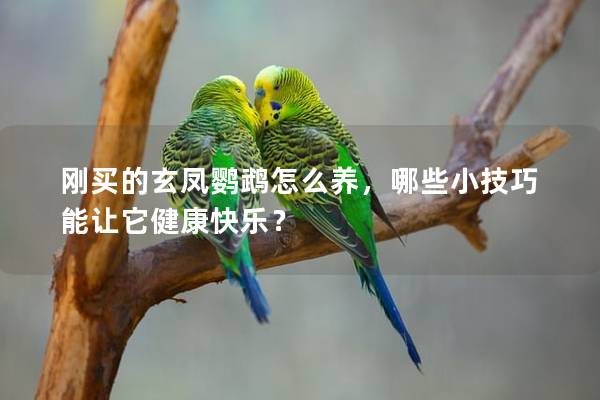 刚买的玄凤鹦鹉怎么养，哪些小技巧能让它健康快乐？