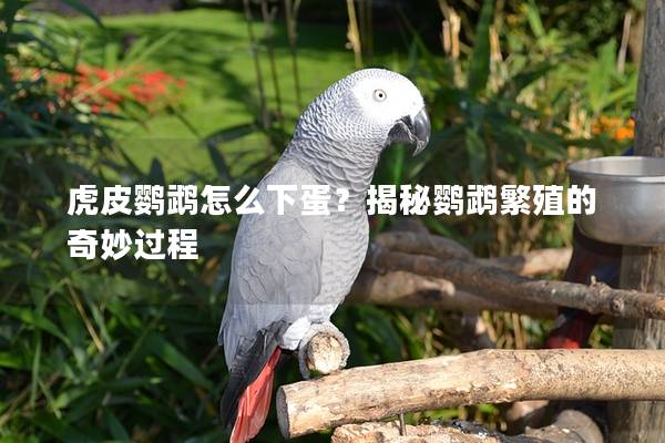 虎皮鹦鹉怎么下蛋？揭秘鹦鹉繁殖的奇妙过程