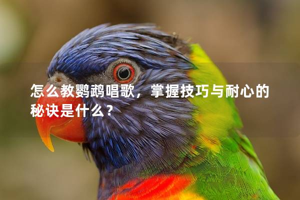 怎么教鹦鹉唱歌，掌握技巧与耐心的秘诀是什么？