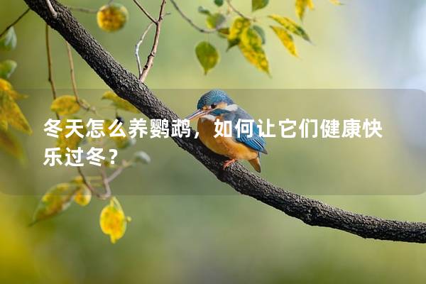 冬天怎么养鹦鹉，如何让它们健康快乐过冬？