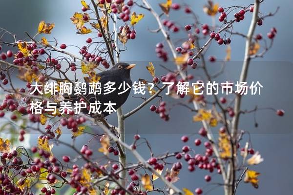 大绯胸鹦鹉多少钱？了解它的市场价格与养护成本