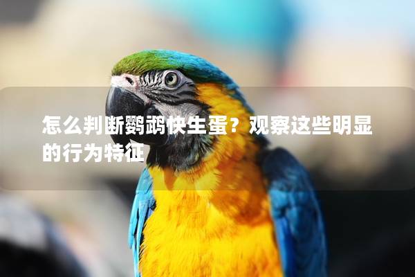 怎么判断鹦鹉快生蛋？观察这些明显的行为特征