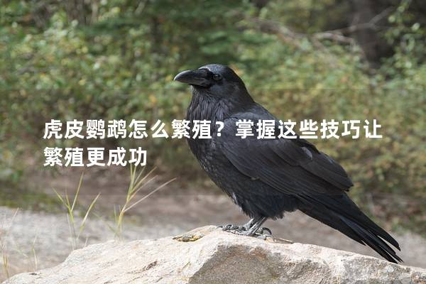 虎皮鹦鹉怎么繁殖？掌握这些技巧让繁殖更成功