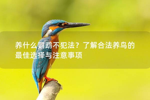 养什么鹦鹉不犯法？了解合法养鸟的最佳选择与注意事项