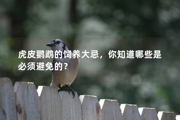 虎皮鹦鹉的饲养大忌，你知道哪些是必须避免的？