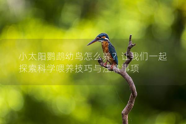 小太阳鹦鹉幼鸟怎么养？让我们一起探索科学喂养技巧与注意事项