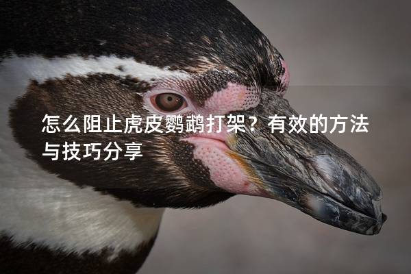 怎么阻止虎皮鹦鹉打架？有效的方法与技巧分享