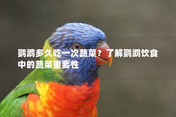 鹦鹉多久吃一次蔬菜？了解鹦鹉饮食中的蔬菜重要性