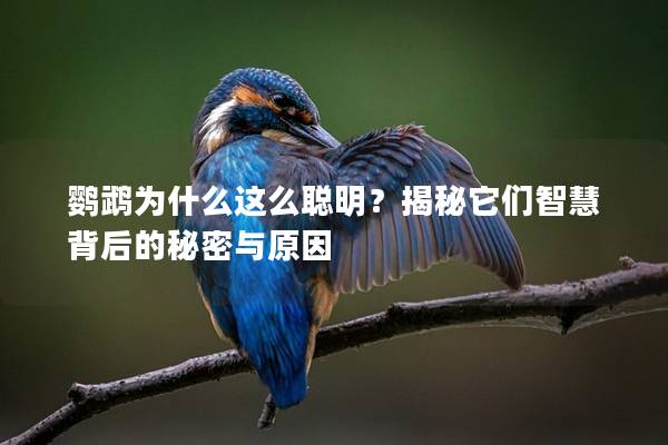鹦鹉为什么这么聪明？揭秘它们智慧背后的秘密与原因