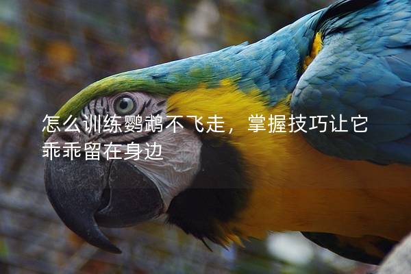 怎么训练鹦鹉不飞走，掌握技巧让它乖乖留在身边