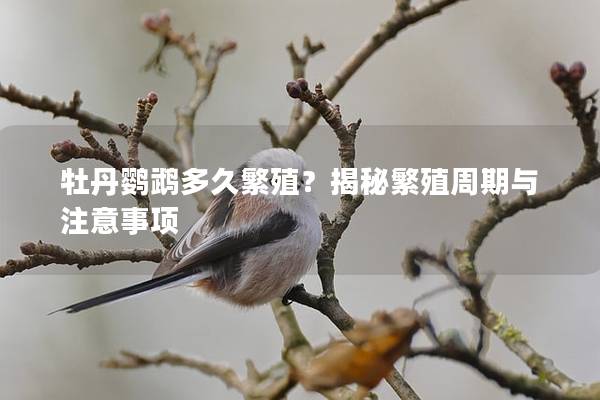 牡丹鹦鹉多久繁殖？揭秘繁殖周期与注意事项