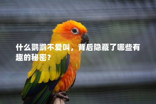 什么鹦鹉不爱叫，背后隐藏了哪些有趣的秘密？