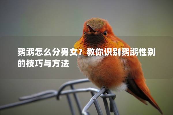鹦鹉怎么分男女？教你识别鹦鹉性别的技巧与方法
