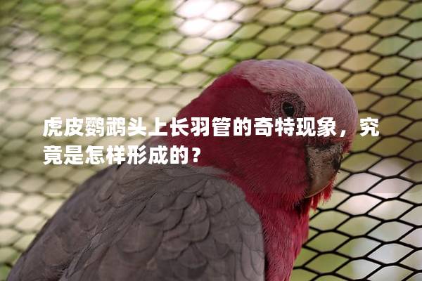 虎皮鹦鹉头上长羽管的奇特现象，究竟是怎样形成的？
