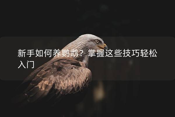 新手如何养鹦鹉？掌握这些技巧轻松入门