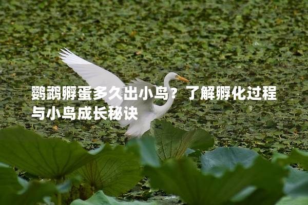 鹦鹉孵蛋多久出小鸟？了解孵化过程与小鸟成长秘诀