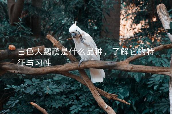 白色大鹦鹉是什么品种，了解它的特征与习性