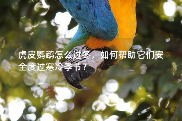 虎皮鹦鹉怎么过冬，如何帮助它们安全度过寒冷季节？