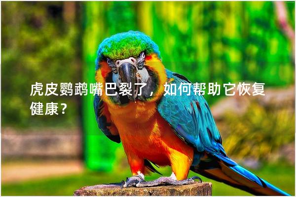 虎皮鹦鹉嘴巴裂了，如何帮助它恢复健康？