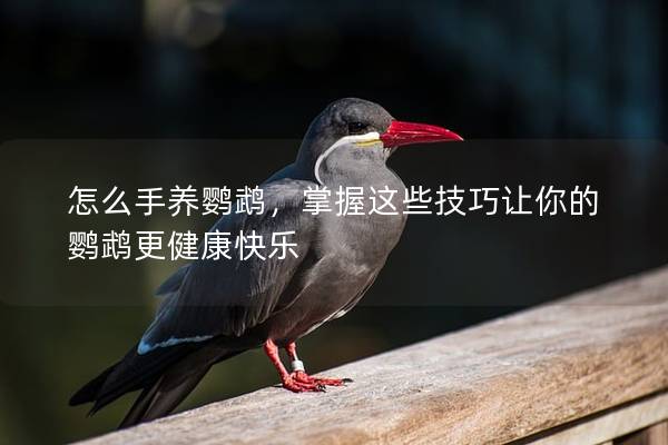 怎么手养鹦鹉，掌握这些技巧让你的鹦鹉更健康快乐