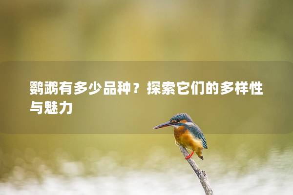 鹦鹉有多少品种？探索它们的多样性与魅力