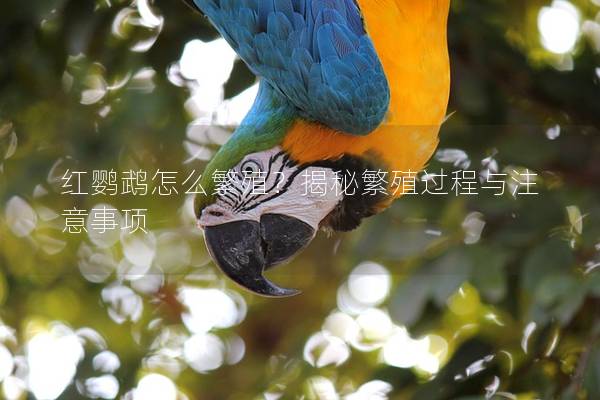 红鹦鹉怎么繁殖？揭秘繁殖过程与注意事项
