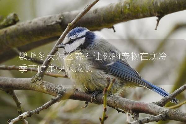 鹦鹉冬天怎么养？让你的宠物在寒冷季节健康快乐成长