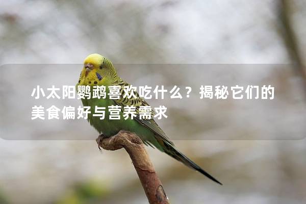 小太阳鹦鹉喜欢吃什么？揭秘它们的美食偏好与营养需求