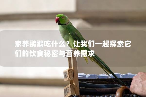 家养鹦鹉吃什么？让我们一起探索它们的饮食秘密与营养需求