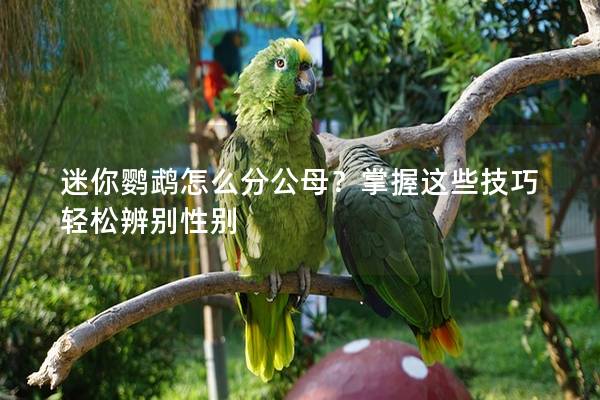 迷你鹦鹉怎么分公母？掌握这些技巧轻松辨别性别