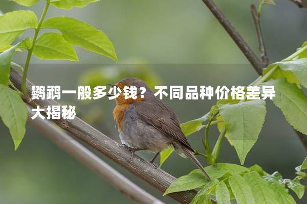 鹦鹉一般多少钱？不同品种价格差异大揭秘