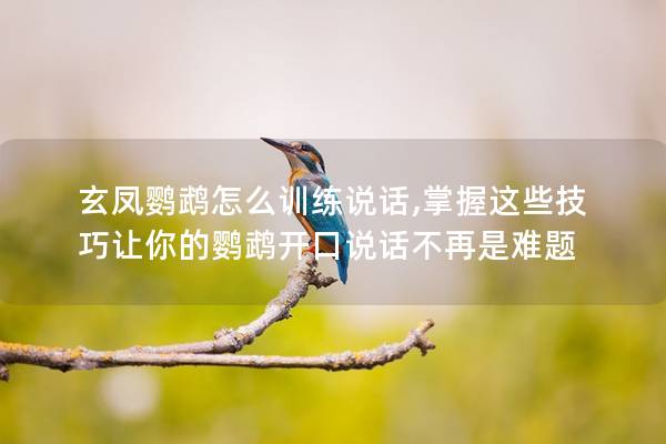 玄凤鹦鹉怎么训练说话,掌握这些技巧让你的鹦鹉开口说话不再是难题