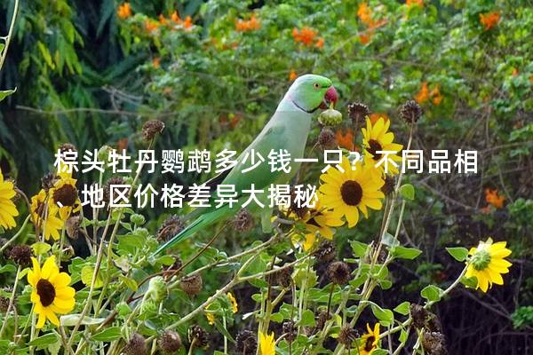 棕头牡丹鹦鹉多少钱一只？不同品相、地区价格差异大揭秘