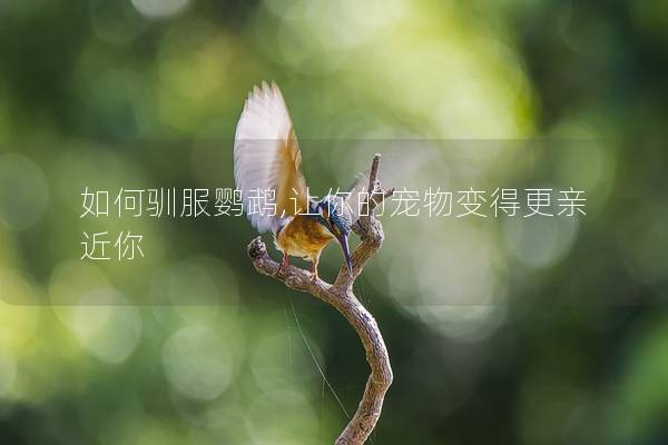 如何驯服鹦鹉,让你的宠物变得更亲近你