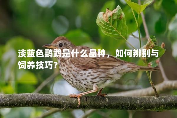 淡蓝色鹦鹉是什么品种，如何辨别与饲养技巧？